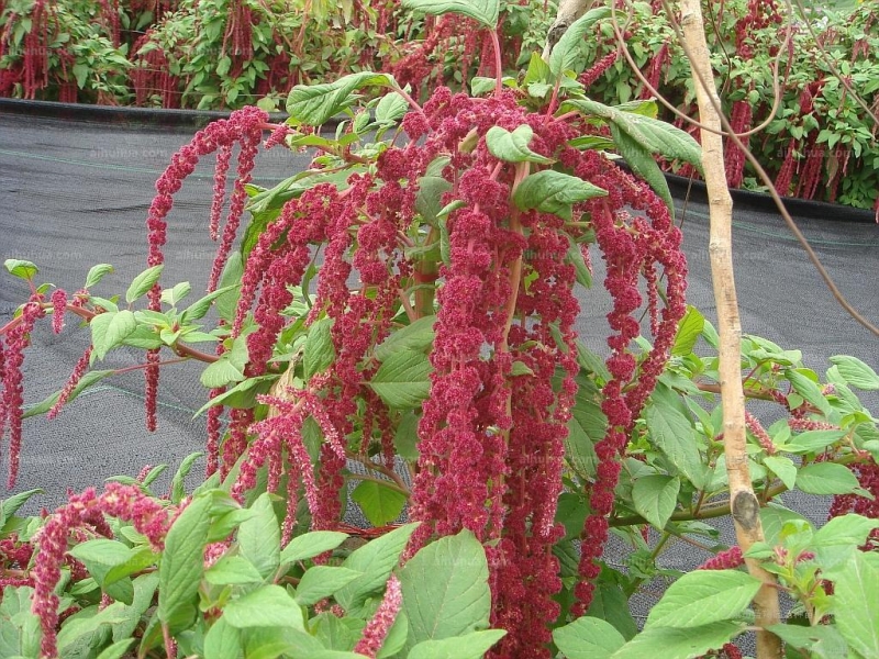 点击大图看下一张：尾穗苋图片