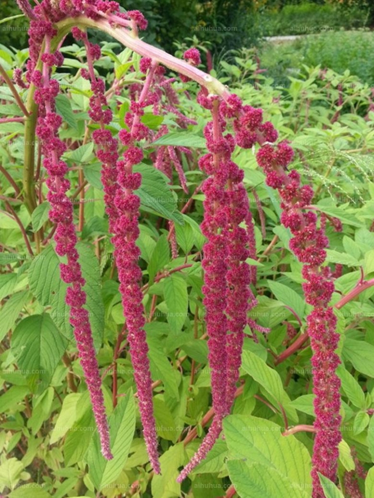 点击大图看下一张：尾穗苋图片