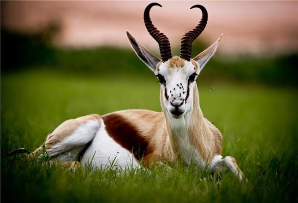 点击大图看下一张：黑斑羚图片