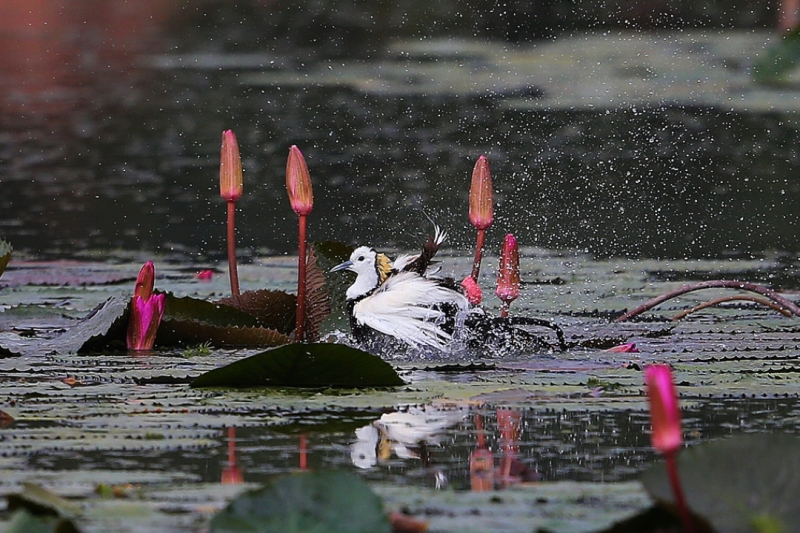 点击大图看下一张:凌波仙子图片