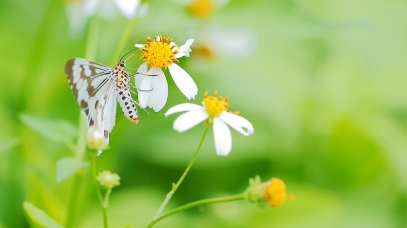 点击大图看下一张：柿星尺蛾昆虫