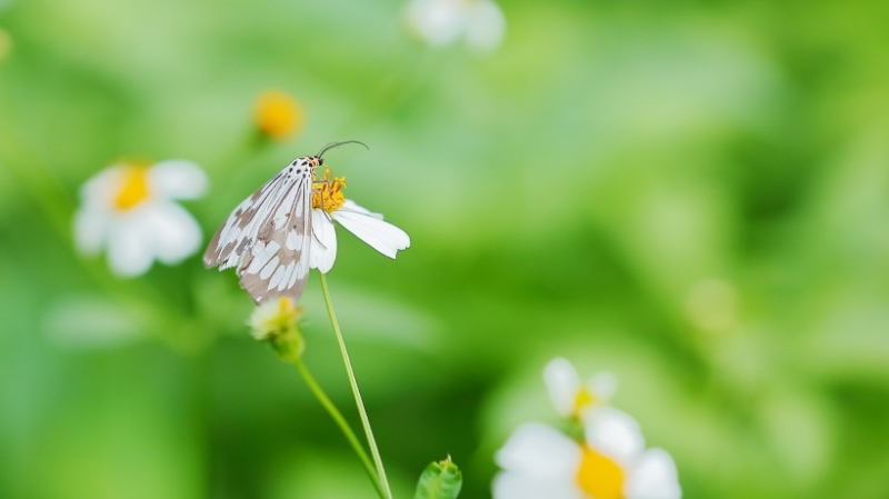 点击大图看下一张：柿星尺蛾昆虫