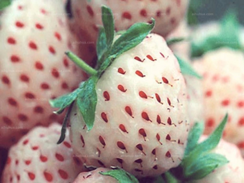 点击大图看下一张：菠萝莓图片