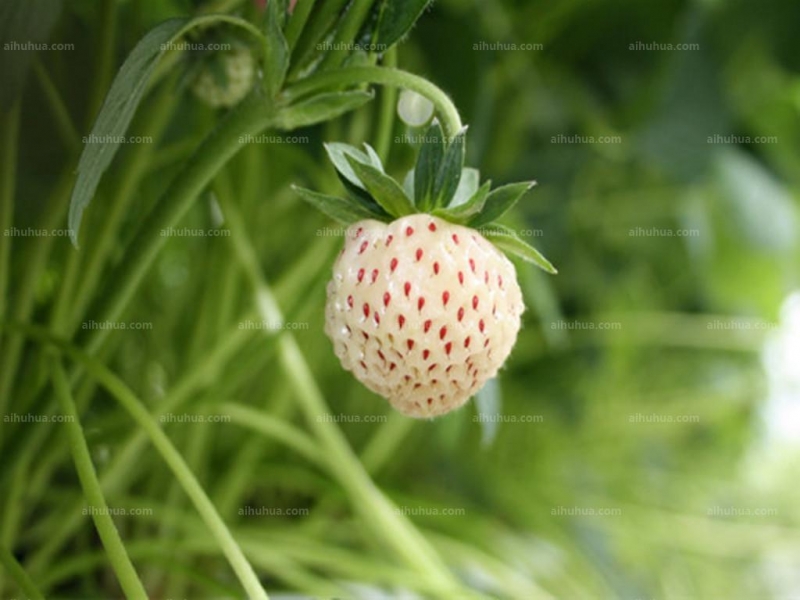 点击大图看下一张：菠萝莓图片