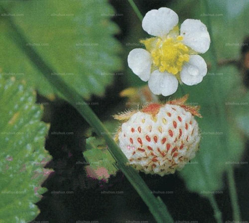 点击大图看下一张:菠萝莓图片