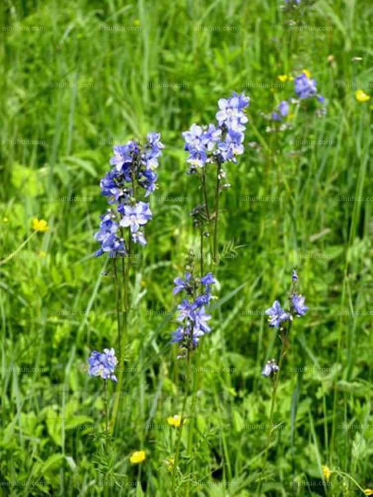 点击大图看下一张:花荵图片