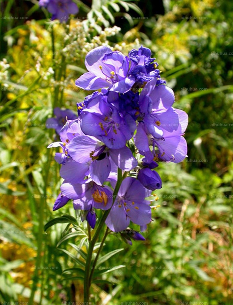 点击大图看下一张:花荵图片