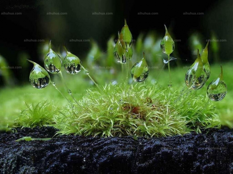 点击大图看下一张：螺旋藓苔图片
