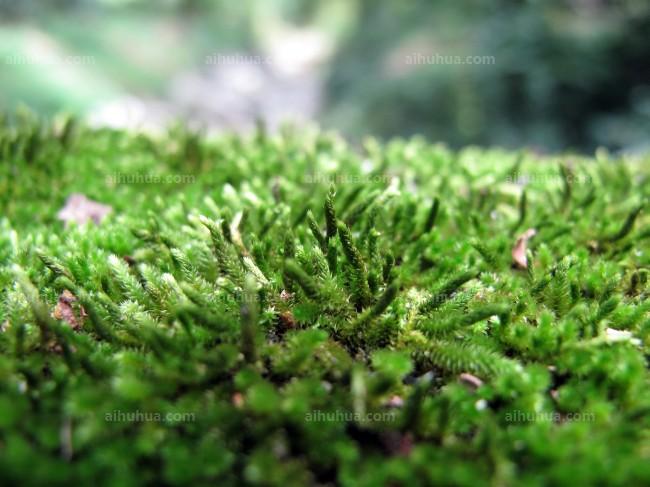 点击大图看下一张：螺旋藓苔图片