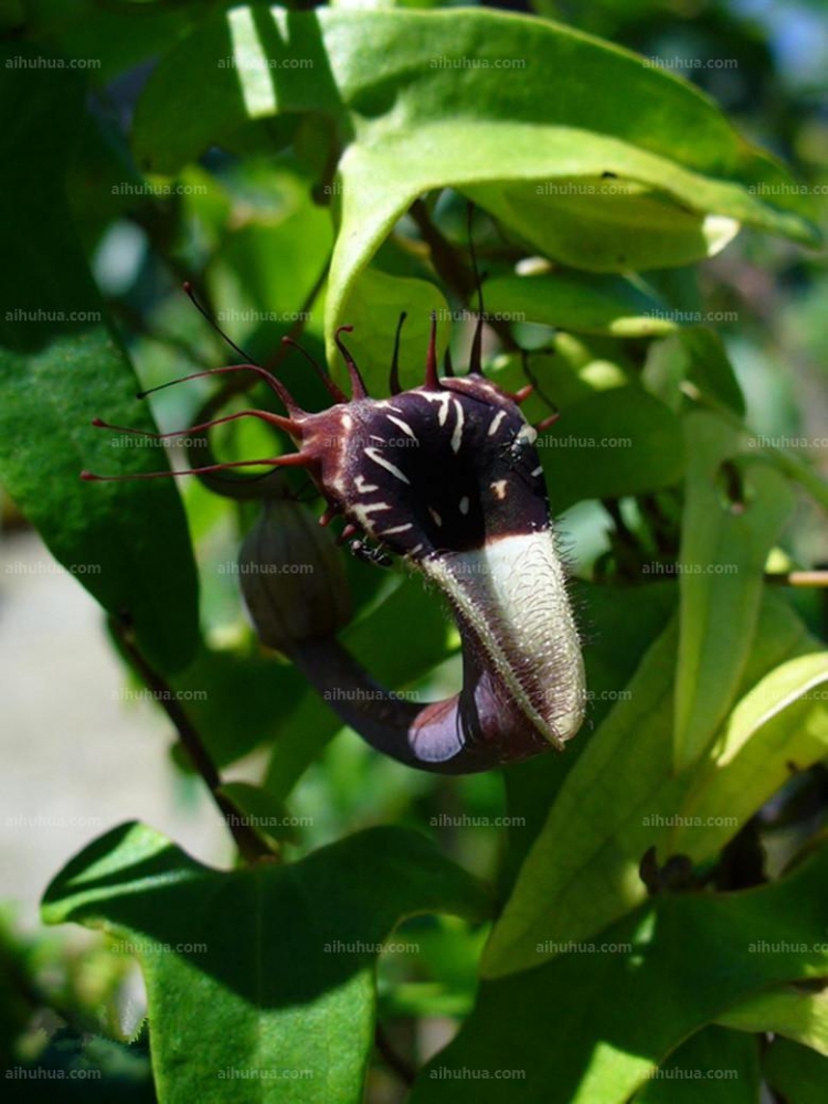 点击大图看下一张：马兜铃图片