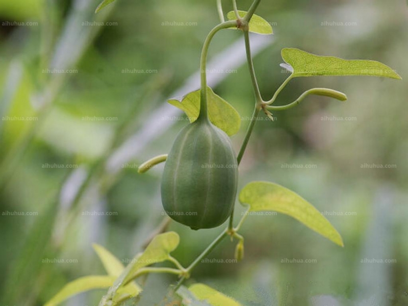 点击大图看下一张:马兜铃图片