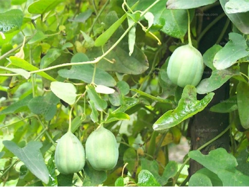 点击大图看下一张:马兜铃图片