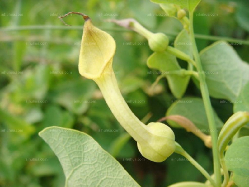 点击大图看下一张:马兜铃图片