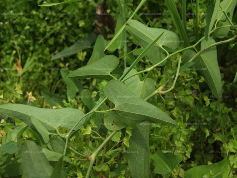 点击大图看下一张：马兜铃图片