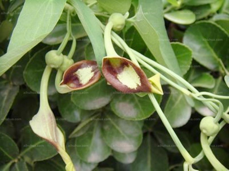 点击大图看下一张:马兜铃图片