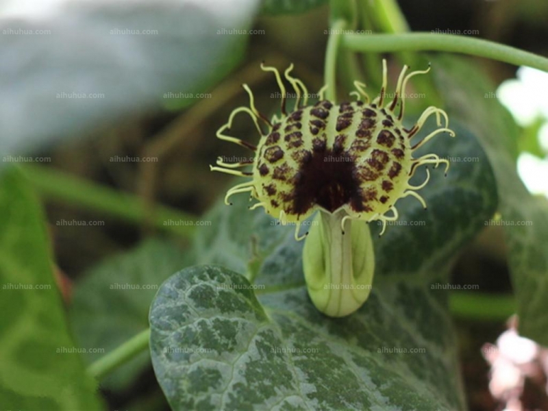 点击大图看下一张：马兜铃图片