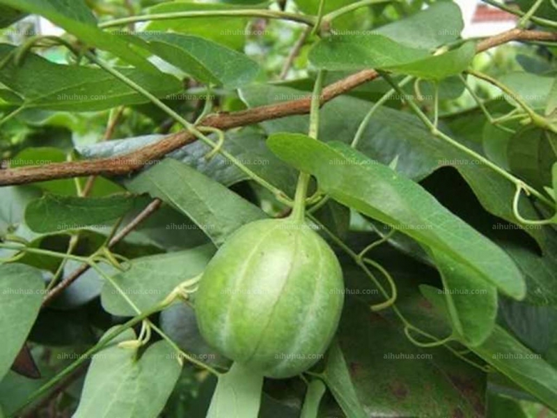 点击大图看下一张:马兜铃图片