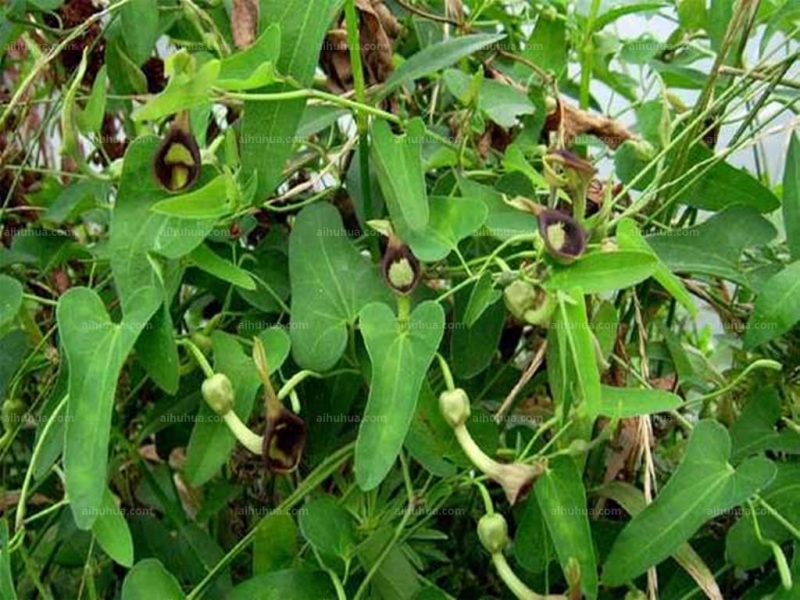 点击大图看下一张:马兜铃图片