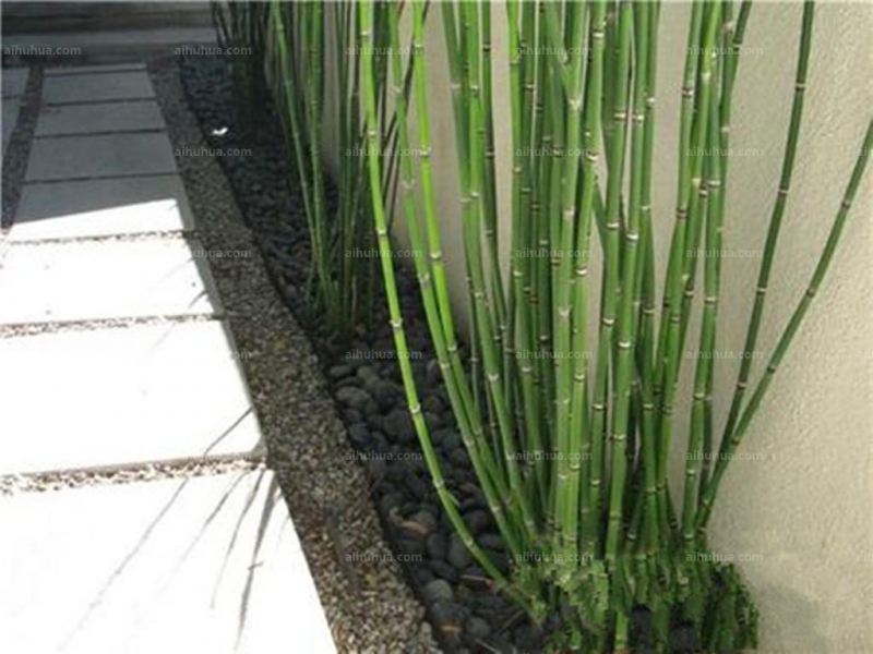 点击大图看下一张：木贼草图片