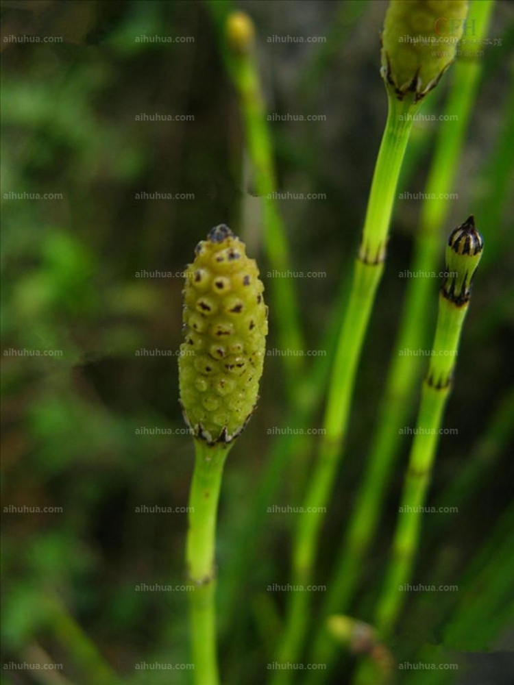 点击大图看下一张:木贼草图片