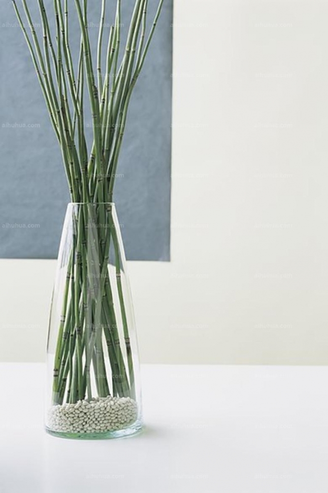 点击大图看下一张：木贼草图片