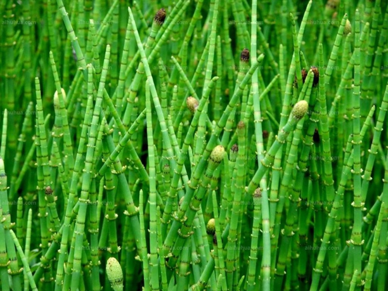 点击大图看下一张：木贼草图片