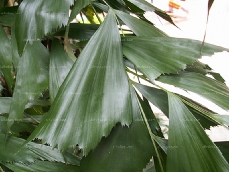 点击大图看下一张：鱼尾葵图片