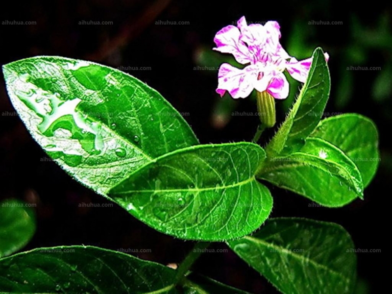 点击大图看下一张：紫雪茄花图片