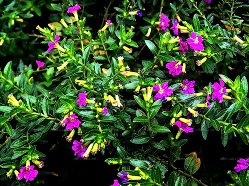 点击大图看下一张：紫雪茄花图片