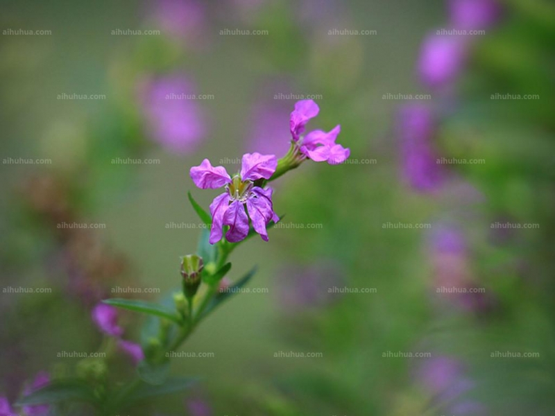 点击大图看下一张：紫雪茄花图片