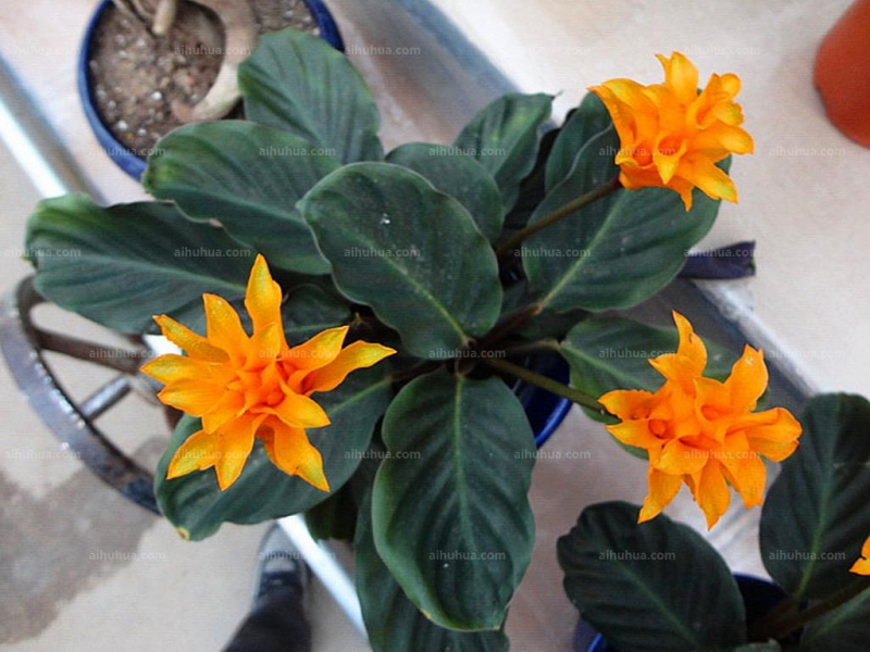 点击大图看下一张：金花竹芋图片