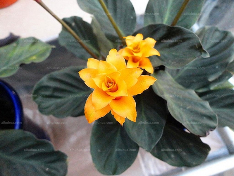 点击大图看下一张:金花竹芋图片