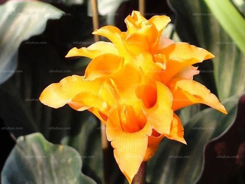 点击大图看下一张：金花竹芋图片