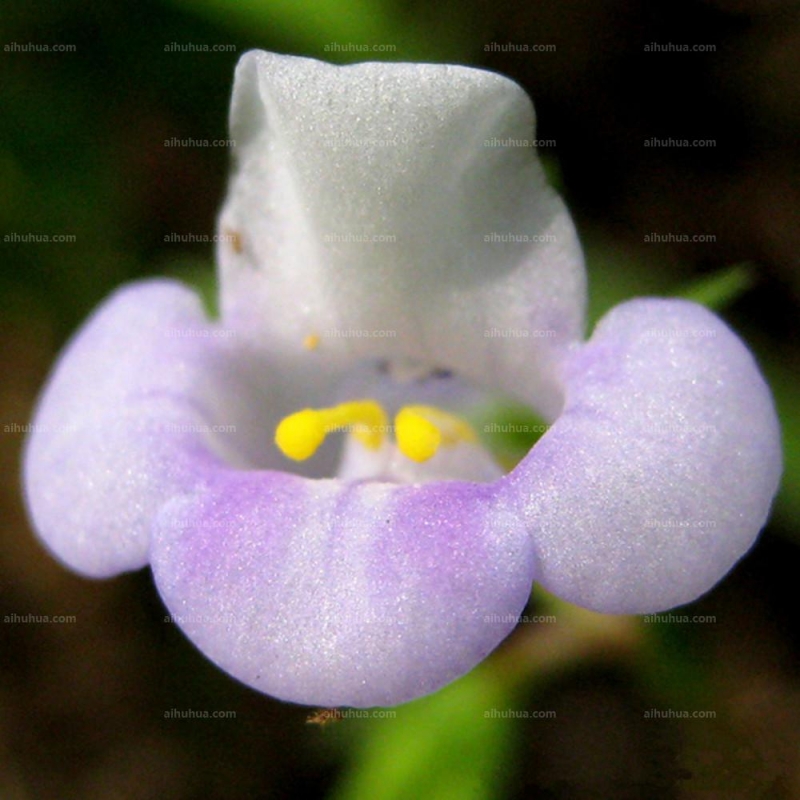 点击大图看下一张:泥花草图片