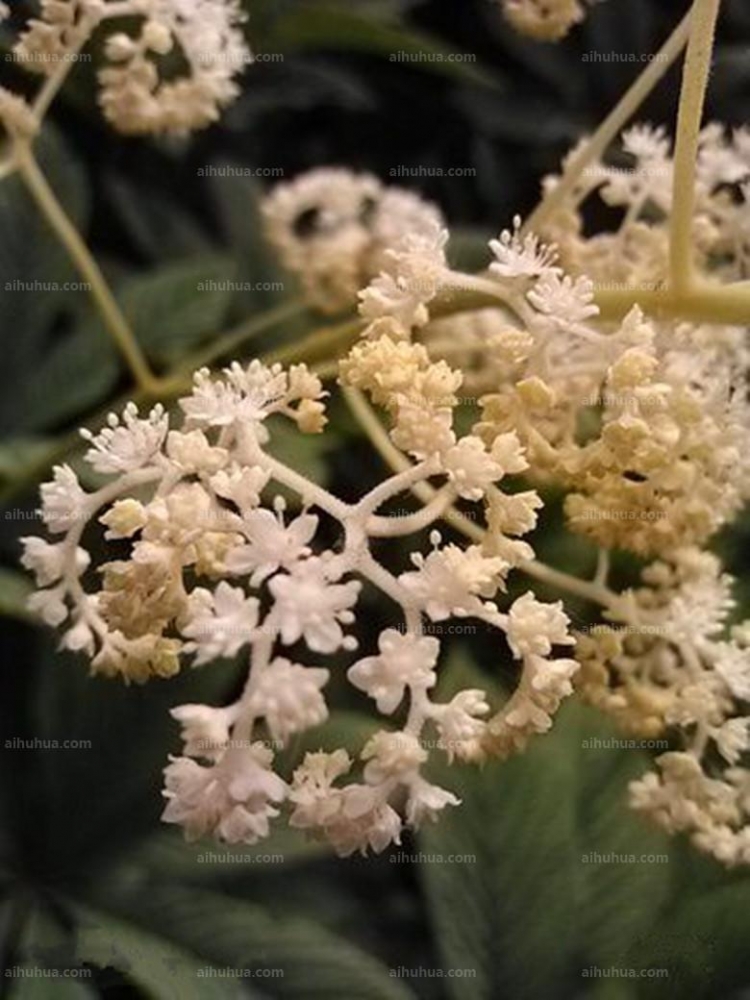 点击大图看下一张：七叶鬼灯檠图片