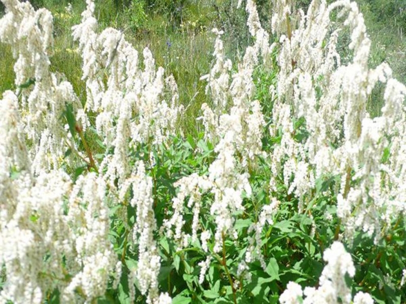 点击大图看下一张：七叶鬼灯檠图片