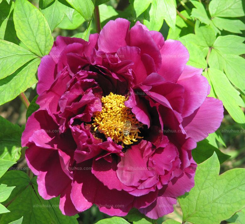 点击大图看下一张:魏紫图片