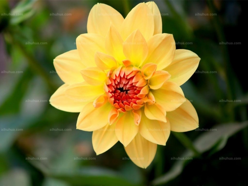 点击大图看下一张：小丽花图片