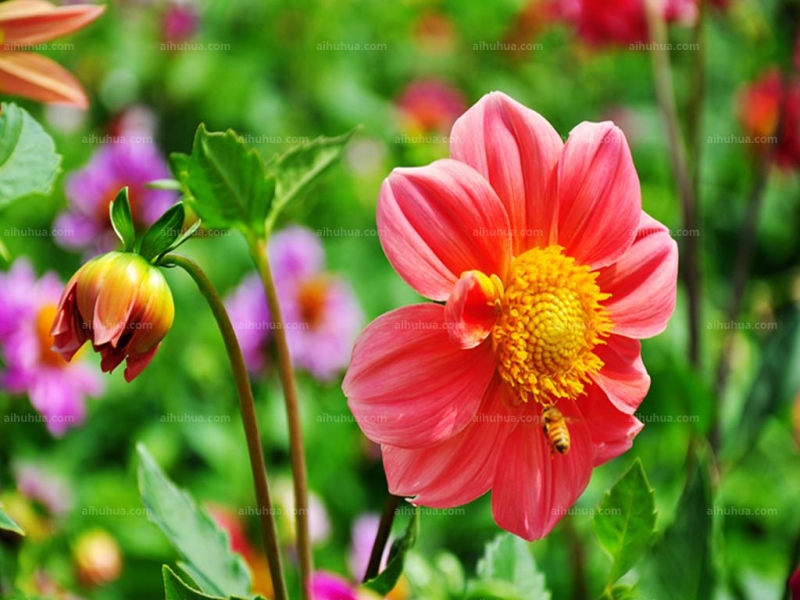 点击大图看下一张：小丽花图片