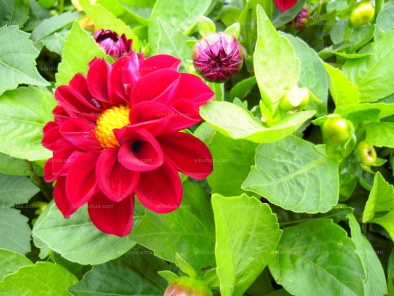 点击大图看下一张:小丽花图片