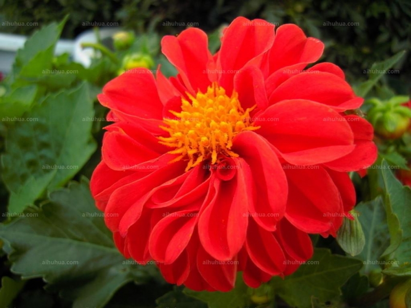 点击大图看下一张:小丽花图片