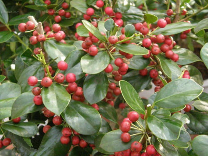 点击大图看下一张:紫金牛图片