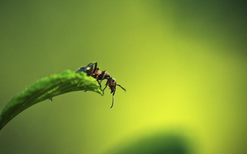 点击大图看下一张：小巧的蚂蚁图片