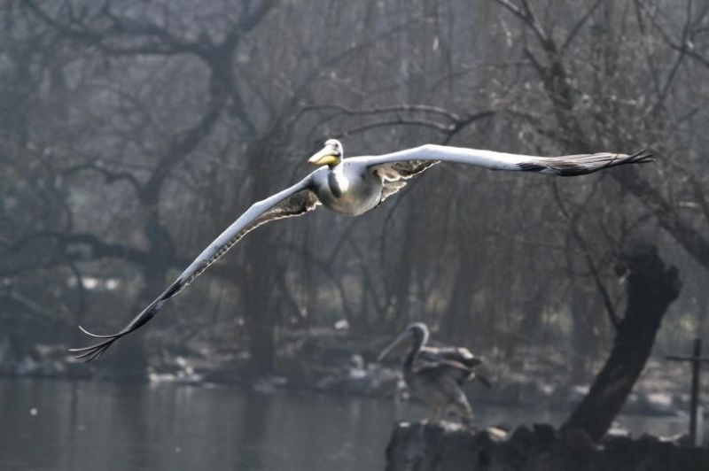 点击大图看下一张：大嘴巴鹈鹕图片