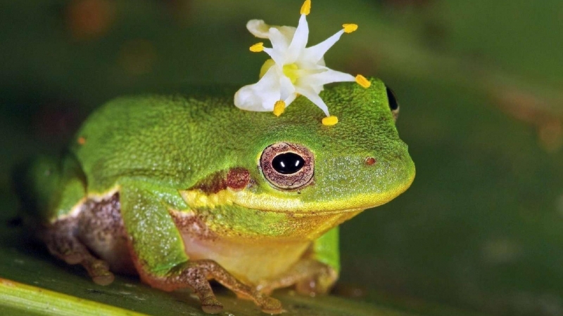 点击大图看下一张：可爱的青蛙图片