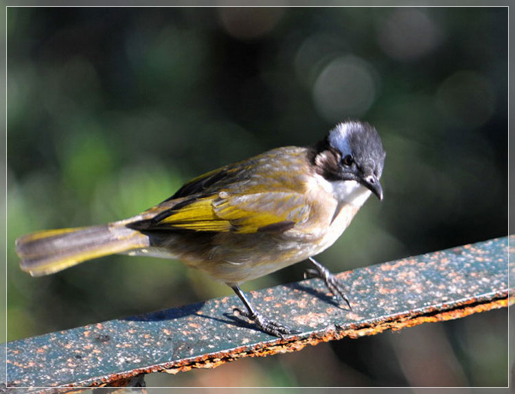 点击大图看下一张：漂亮白头鹎图片