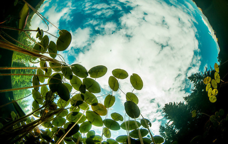 点击大图看下一张：千姿百态的蝌蚪图片