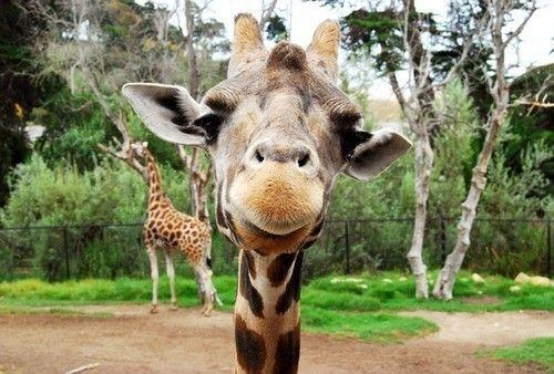 点击大图看下一张：长颈鹿的卖萌表情图片