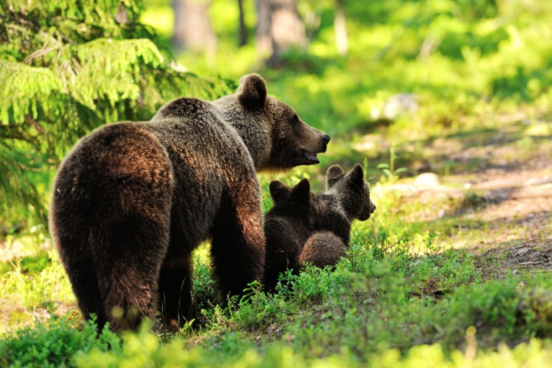 点击大图看下一张：棕熊与小熊仔图片