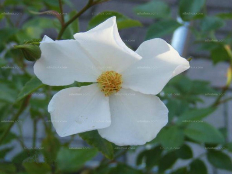 点击大图看下一张：光叶蔷薇图片